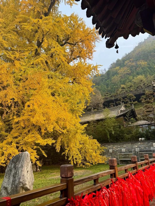 這片銀杏林美哭了！陰雨天竟然也能出大片