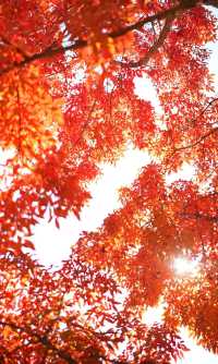 長春南湖公園紅葉最佳觀賞期
