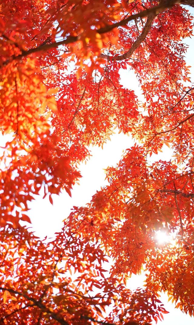 長春南湖公園紅葉最佳觀賞期