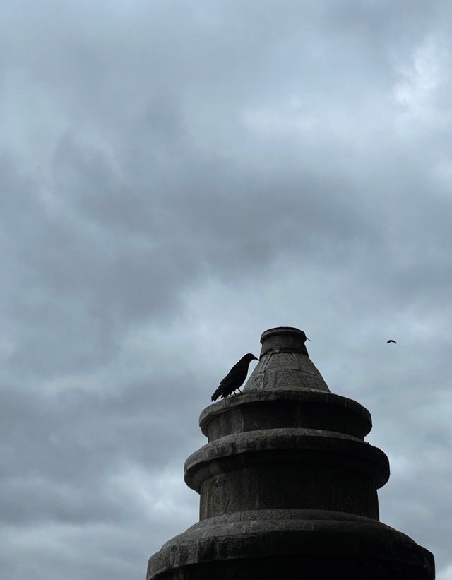 香格里拉松贊林寺神鳥奇遇紅嘴山鴉拍攝全攻略