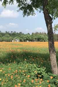 沈楊村遊玩全攻略:滬上隱藏的田園詩