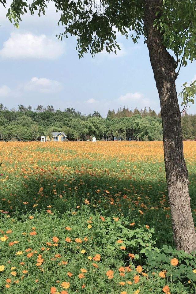沈楊村遊玩全攻略:滬上隱藏的田園詩 沈楊村遊玩全攻略:滬上隱藏的田園詩