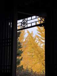 墜入滿屏金黃人們會反覆愛上西安的秋天