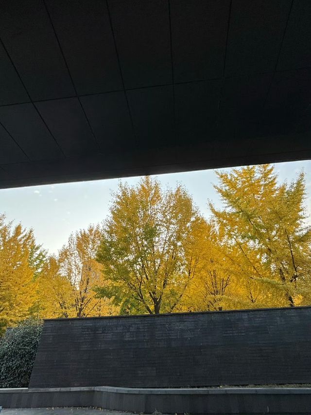 曲江秋日限定金黃秘境