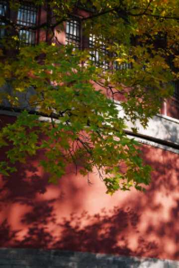 北京旅遊｜北海公園，紅牆黛瓦的最美金秋