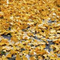 🇯🇵 삿포로에서 만난 기적의 5일: 가을과 겨울이 동시에 🤯