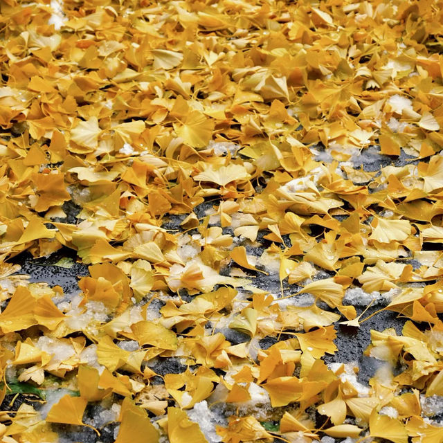 🇯🇵 삿포로에서 만난 기적의 5일: 가을과 겨울이 동시에 🤯