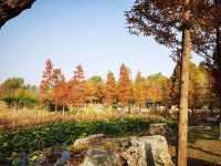 煙台深秋絕美打卡!住進希爾頓賞水杉秘境