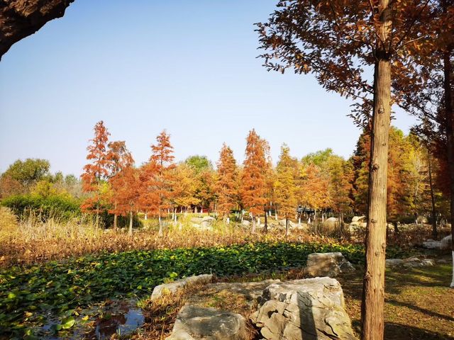 煙台深秋絕美打卡!住進希爾頓賞水杉秘境 煙台深秋絕美打卡!住進希爾頓賞水杉秘境