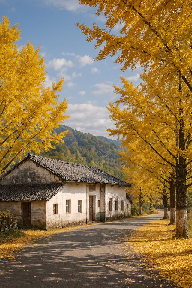 廣東最像秋天地方｜去南雄追一場金黃銀杏雨