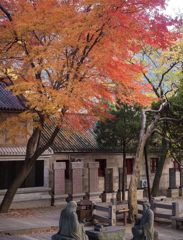 帶父母崂山賞秋輕鬆攻略：慢品山海秋韻