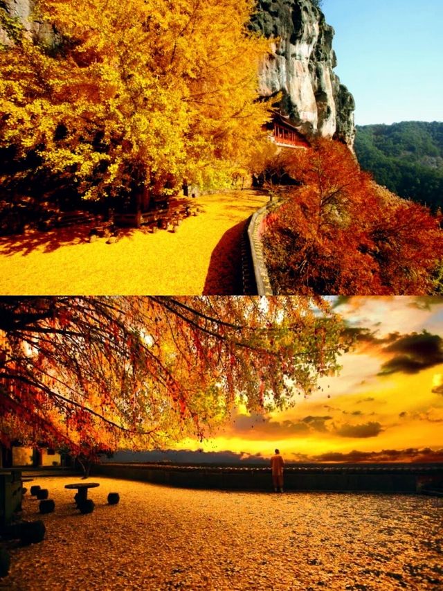 懸空寺金毯秘徑，千年銀杏正黃時！大慈巖銀杏節最全遊玩指南