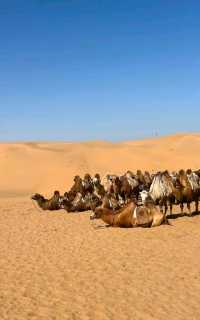 沙漠騎駝走天涯