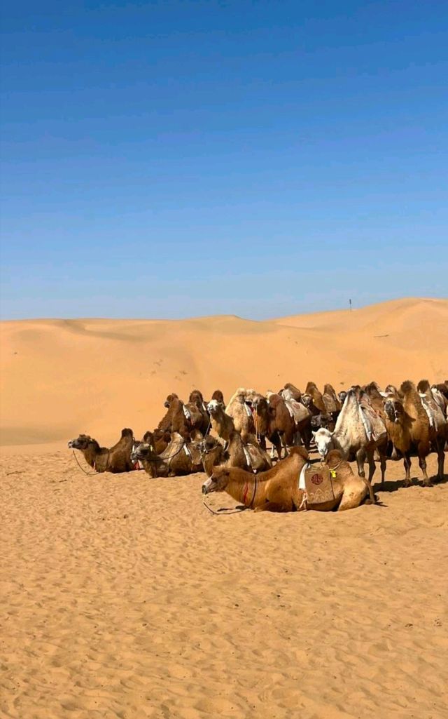 沙漠騎駝走天涯