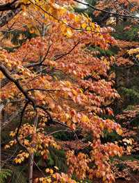 免費紅葉秘境指南