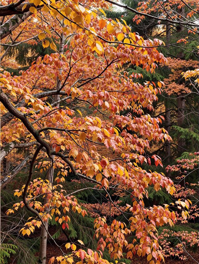 免費紅葉秘境指南 免費紅葉秘境指南