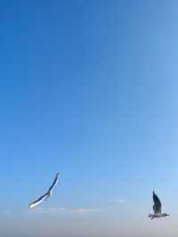 無錫鼋頭渚｜紅嘴鷗回歸季！這份觀鷗攻略請收好