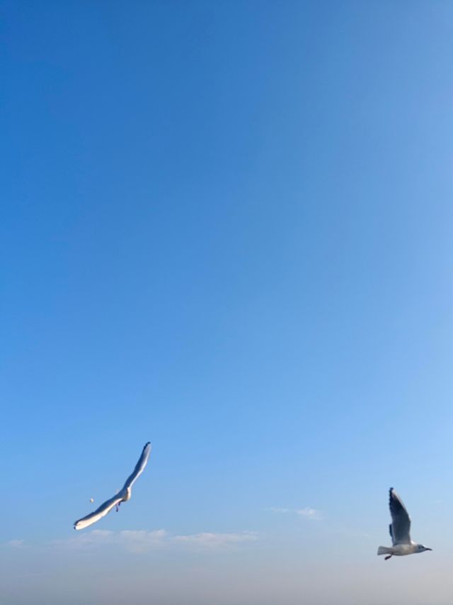 無錫鼋頭渚｜紅嘴鷗回歸季！這份觀鷗攻略請收好