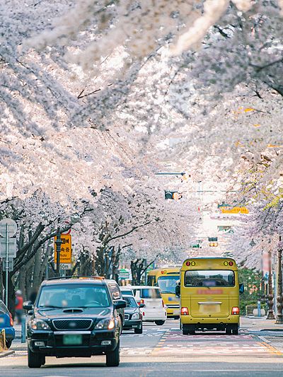  🇰🇷 超詳細《韓國全年旅行懶人包》｜1–12 月最佳景點＋節慶＋限定玩法一文睇清！｜Trip.com 韓國 Motiv 