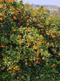 挖到一條寶藏秋遊採橘子路線！