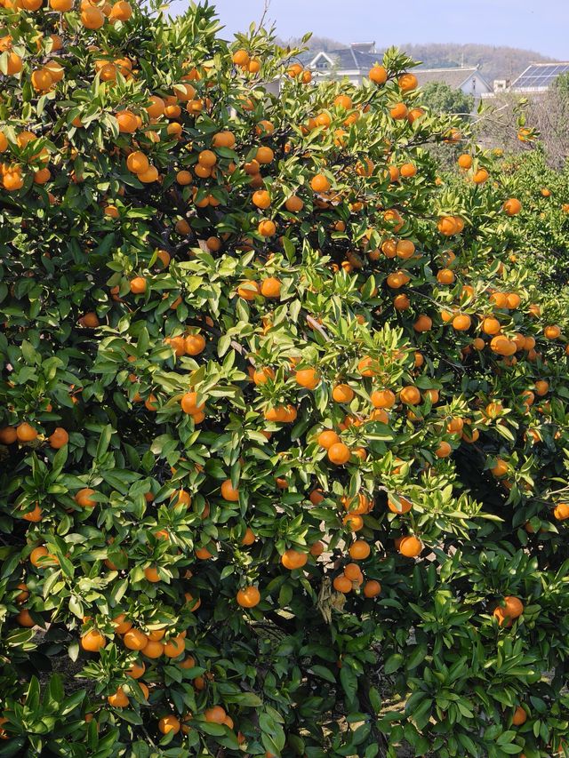 挖到一條寶藏秋遊採橘子路線！