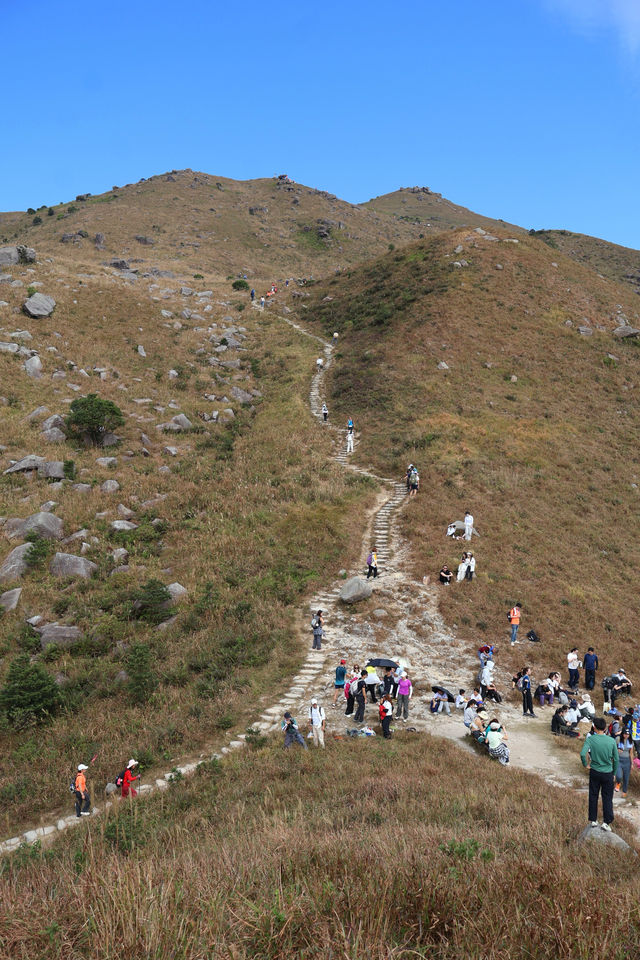香港大東山,秋日芒草的夢幻之旅! 香港大東山,秋日芒草的夢幻之旅!