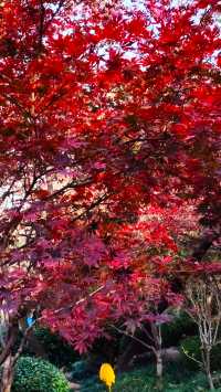 秋日青島楓葉秘境