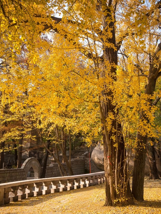 從來銀杏不負秋,原來銀杏最懂秋… 從來銀杏不負秋,原來銀杏最懂秋…