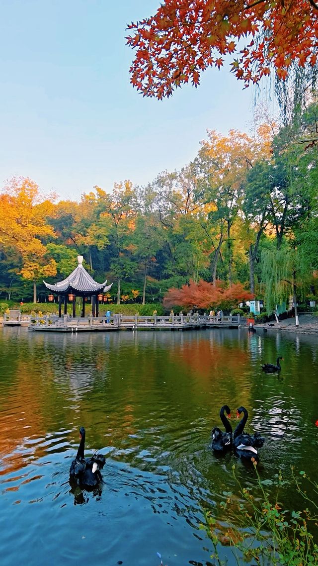 南京棲霞山秋色實測｜銀杏金黃楓葉漸變，下週顏值巔峰！