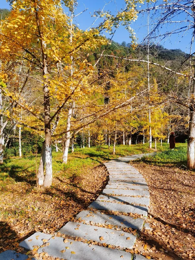 廣東賞秋好去處帽子峰林場賞銀杏攻略 廣東賞秋好去處帽子峰林場賞銀杏攻略