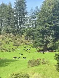 奧克蘭北島一日遊｜奧克蘭自然風景必打卡