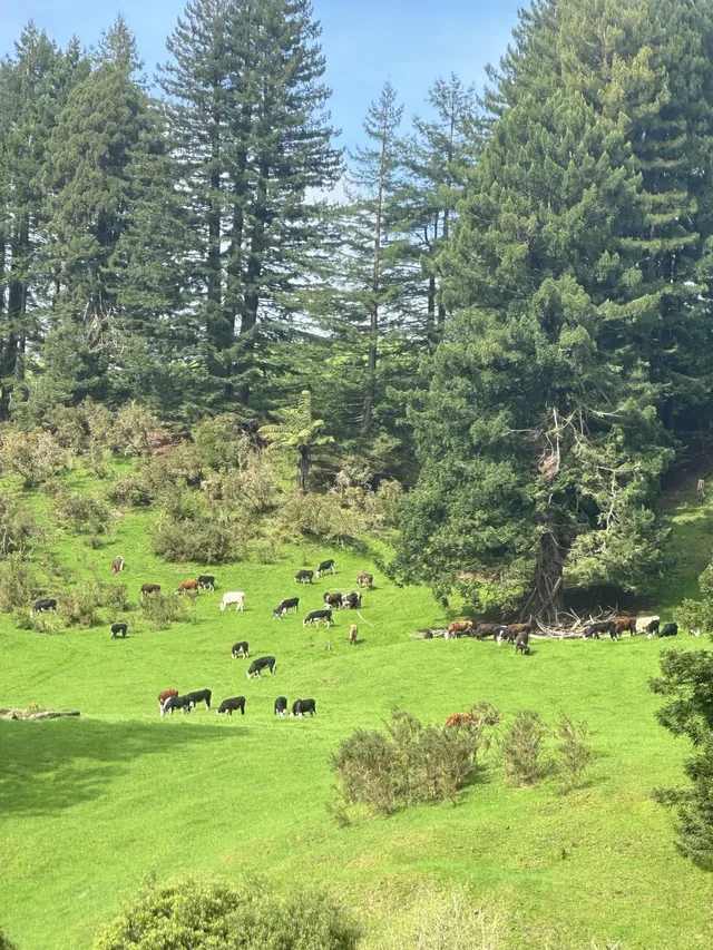 奧克蘭北島一日遊｜奧克蘭自然風景必打卡