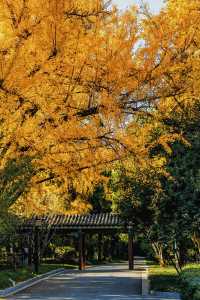 南京賞秋倒數最後10天必打卡的絕美秋色攻略