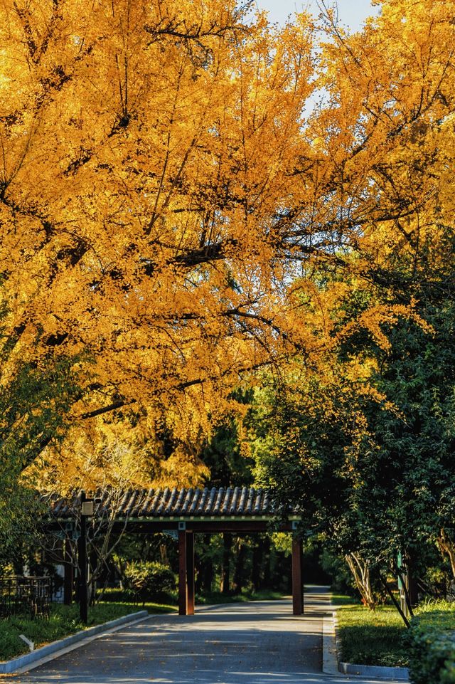 南京賞秋倒數最後10天必打卡的絕美秋色攻略 南京賞秋倒數最後10天必打卡的絕美秋色攻略