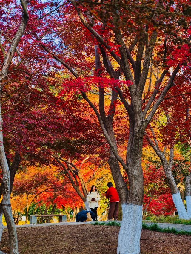 秋色滿園絕美倒映