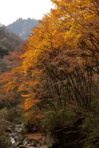 平武老河溝|小眾彩林秘境徒步全攻略