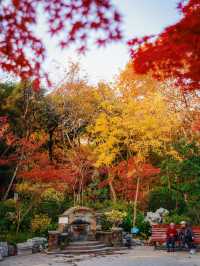 又是一年楓葉紅時魯迅公園賞楓攻略來啦！