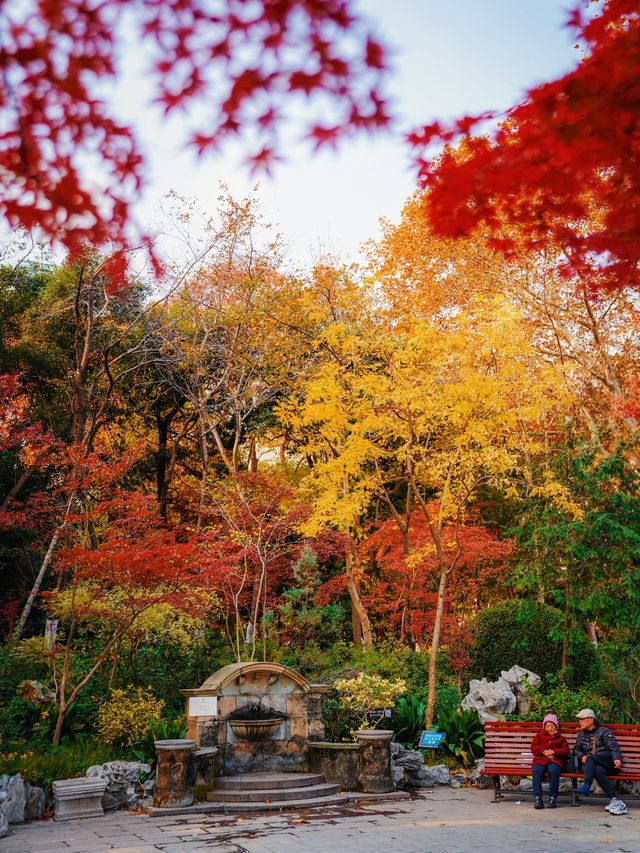 又是一年楓葉紅時魯迅公園賞楓攻略來啦！