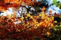 廬山賞秋必去！牯嶺鎮楓葉紅透的浪漫時光