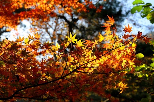 廬山賞秋必去！牯嶺鎮楓葉紅透的浪漫時光