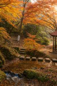 美到窒息！我在莫干山撿到了整座秋天