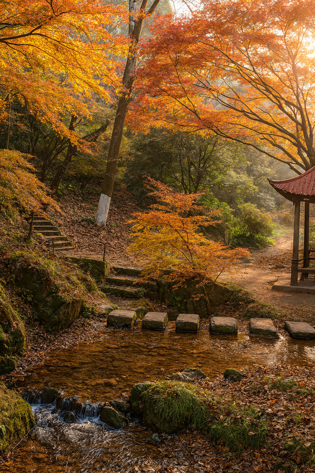 美到窒息！我在莫干山撿到了整座秋天