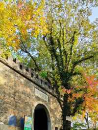 長沙人私藏!市中心這片銀杏秘境美到窒息