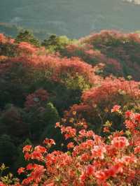 莫干山賞楓12月帶娃解鎖500年楓樹下的浪漫