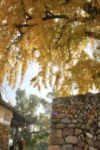 永嘉銀杏王超出片機位!!!