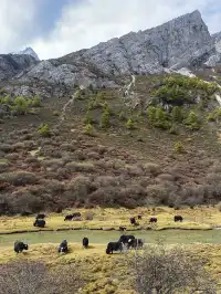 稻城亞丁的秋天，是上帝打翻的調色盤！