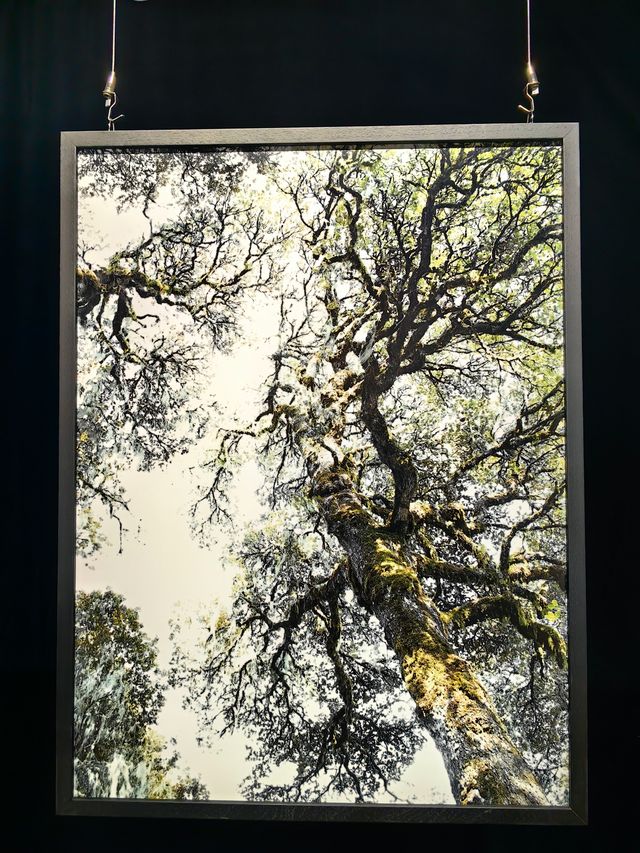 觀看的回路 觀看的回路