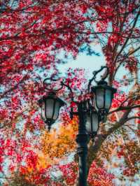 上海魯迅公園｜初冬限定！這片紅楓林美到窒息