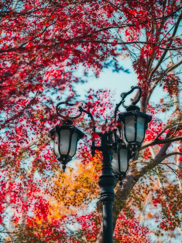 上海魯迅公園｜初冬限定！這片紅楓林美到窒息