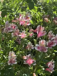 奧克蘭季節限定紫色藍花楹